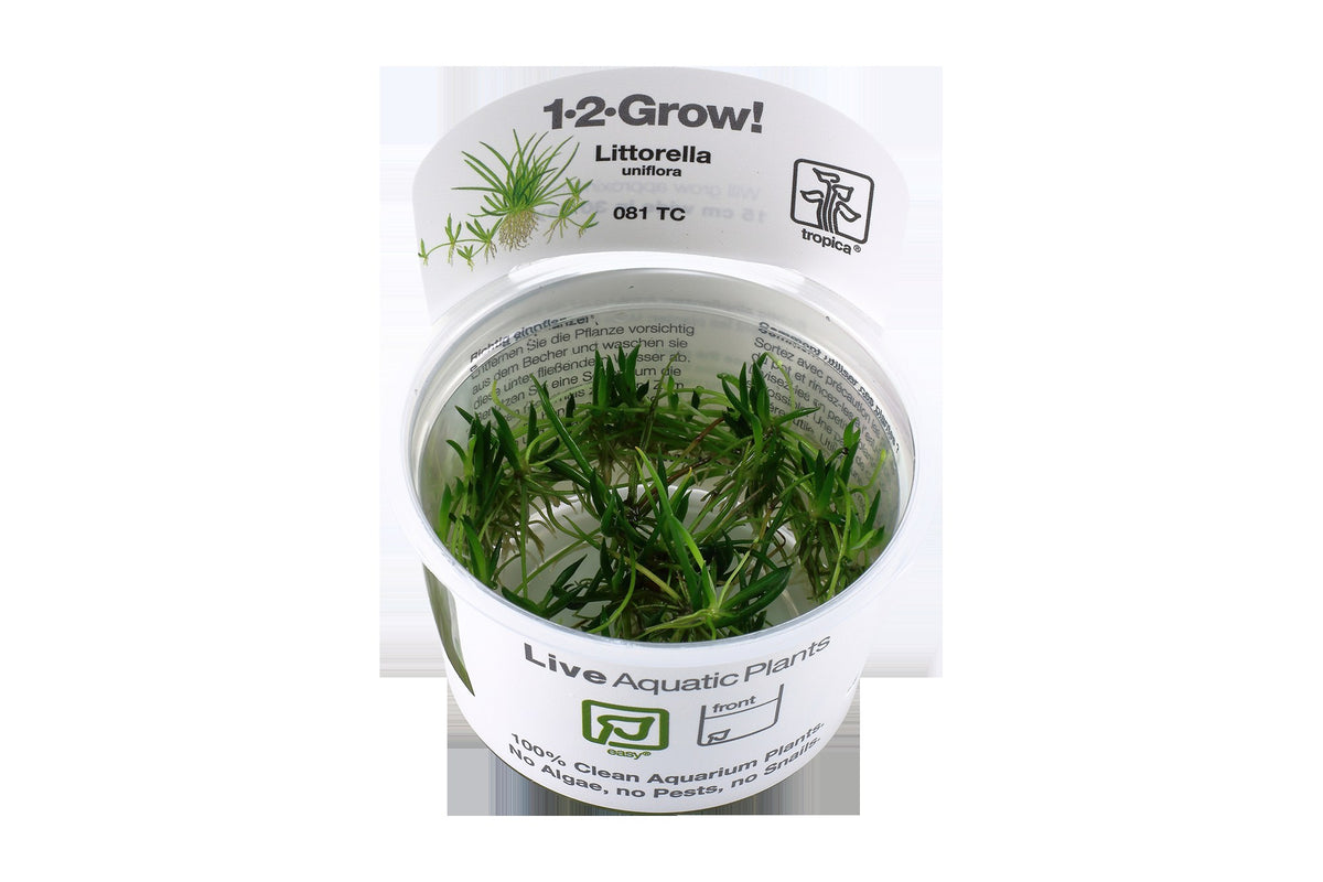 Littorella uniflora — 1-2-Grow!