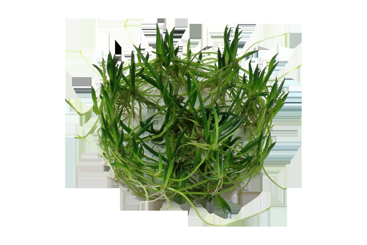 Littorella uniflora — 1-2-Grow!
