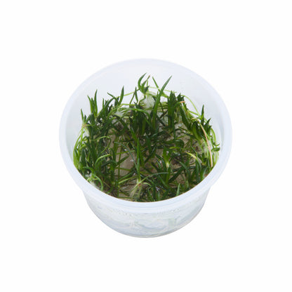 Littorella uniflora — 1-2-Grow!
