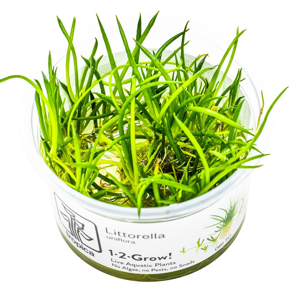 Littorella uniflora — 1-2-Grow!