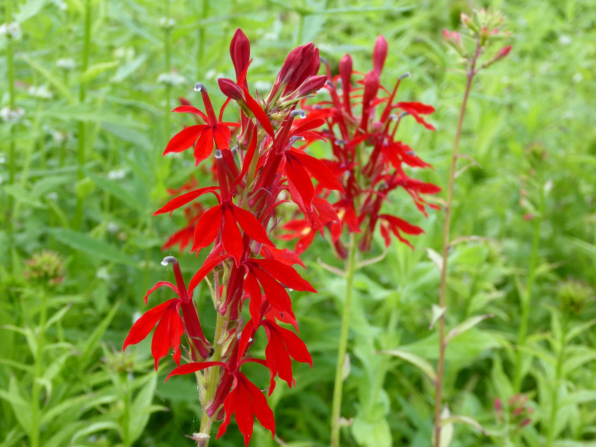 Lobelia cardinalis Pond Marginal Plant