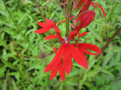 Lobelia cardinalis Pond Marginal Plant