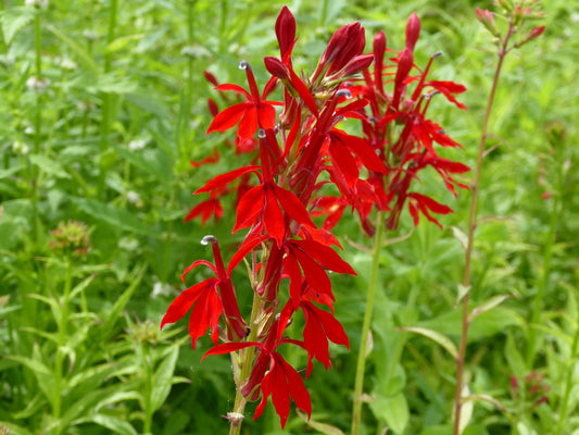 Lobelia cardinalis Pond Marginal Plant