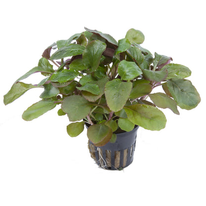 Lobelia cardinalis (Potted) — Potted