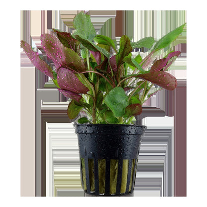 Lobelia cardinalis (Potted) — Potted