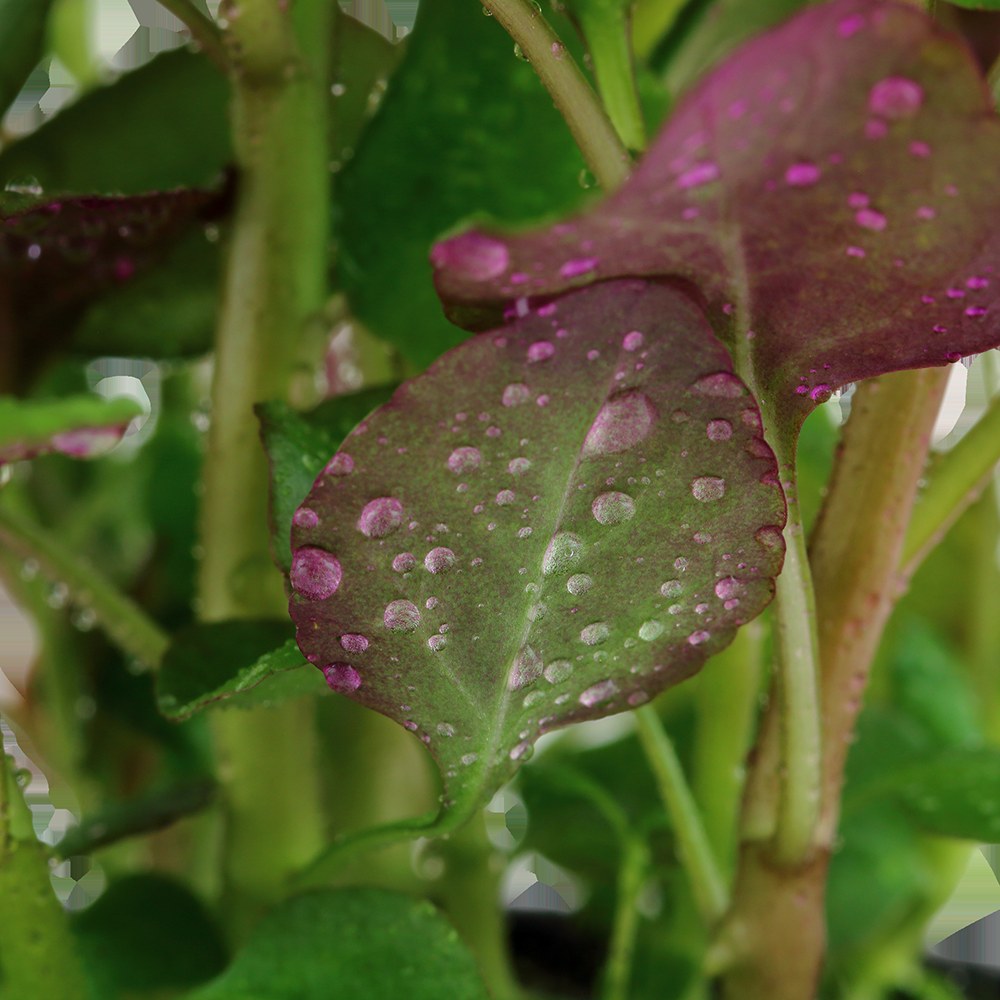 Lobelia cardinalis (Potted) — Potted