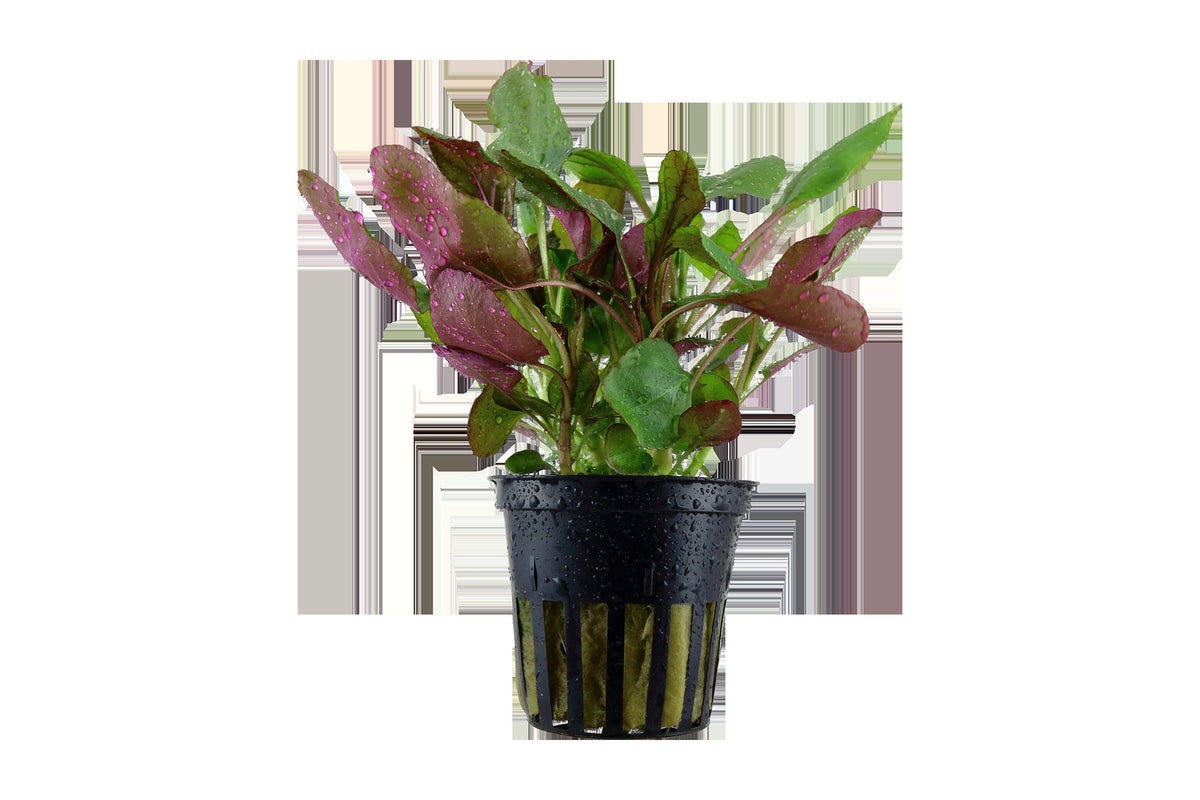 Lobelia cardinalis (Potted) — Potted