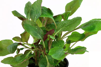 Lobelia cardinalis (Potted) — Potted