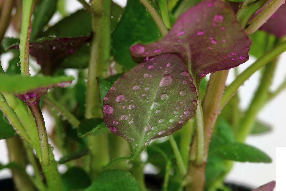 Lobelia cardinalis (Potted) — Potted