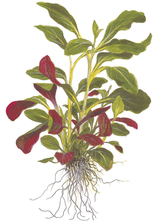 Lobelia cardinalis (Potted) — Potted