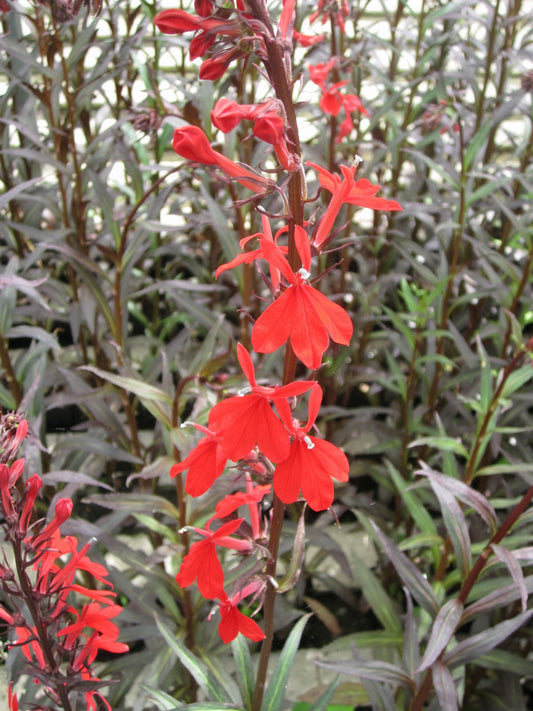 Lobelia fulgens 'Queen Victoria' Marginal Pond Plant