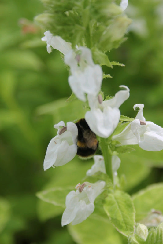 Lobelia siphilitica alba - White Marginal Pond Plant, Pack of 3 (9cm Pots)