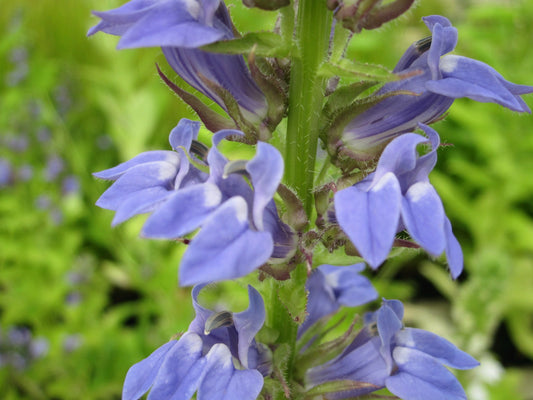 Lobelia siphilitica - Blue Flowering Marginal Pond Plant, 1 Litre