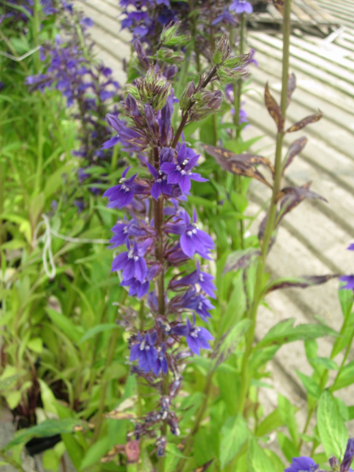 Lobelia vedrariensis Marginal Pond Plant (1 Litre)