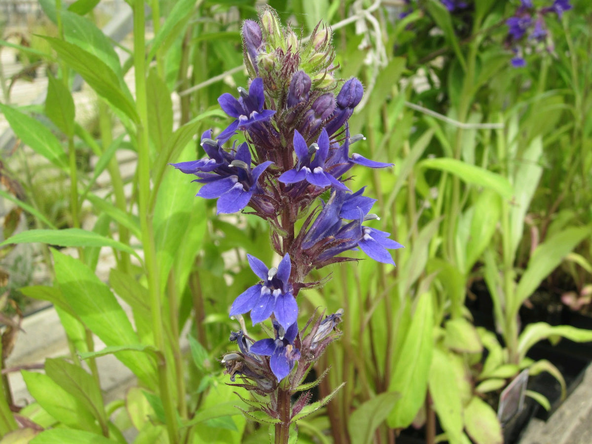 Lobelia vedrariensis Marginal Pond Plant (1 Litre)