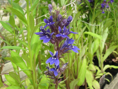Lobelia vedrariensis Marginal Pond Plant (1 Litre)