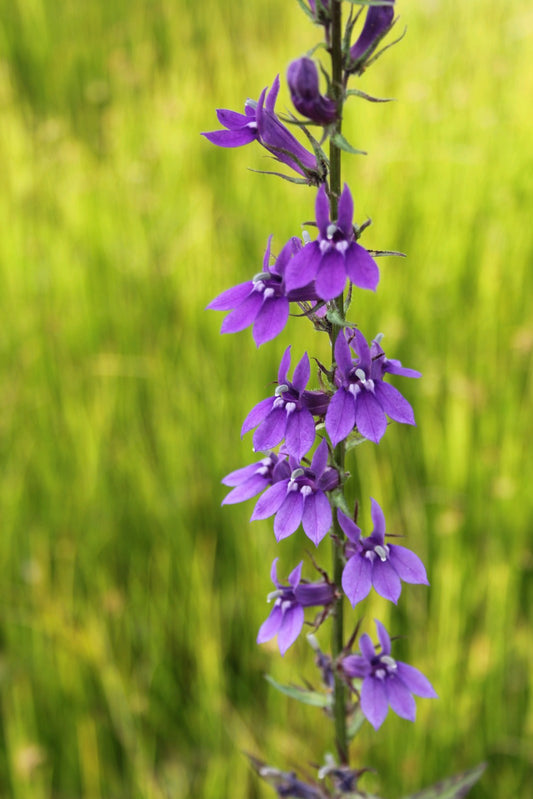 Lobelia vedrariensis Marginal Pond Plant (1 Litre)
