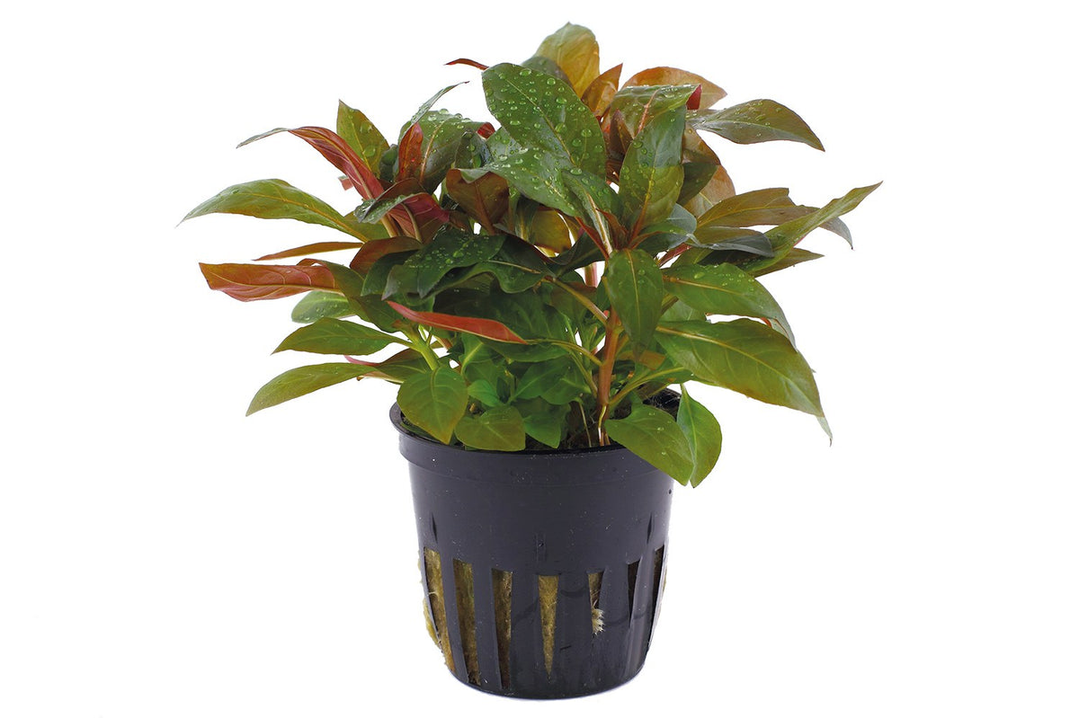 Ludwigia glandulosa Potted Aquarium Plant — Potted
