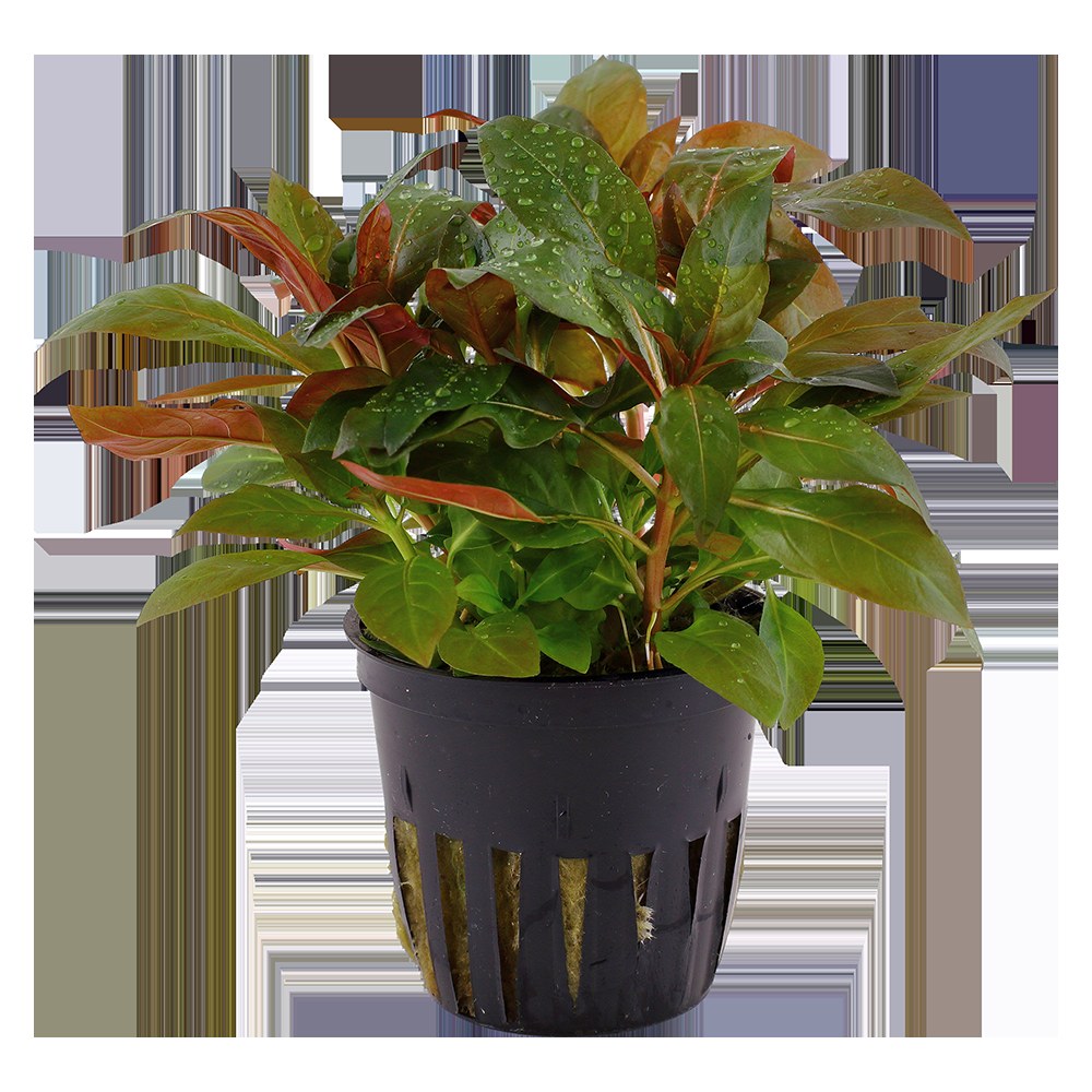 Ludwigia glandulosa Potted Aquarium Plant — Potted