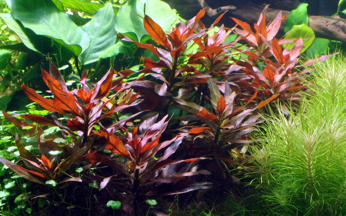 Ludwigia glandulosa Potted Aquarium Plant — Potted