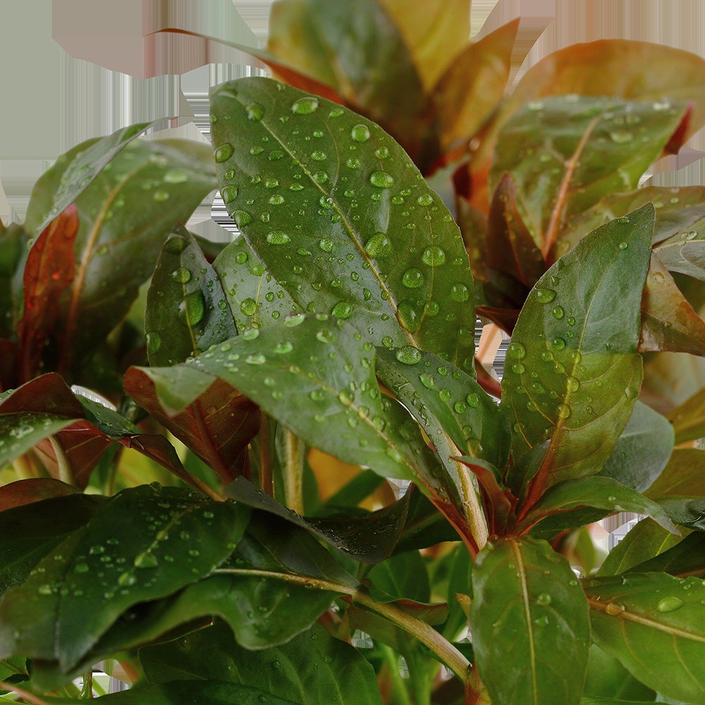 Ludwigia glandulosa Potted Aquarium Plant — Potted