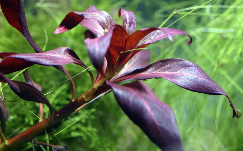 Ludwigia glandulosa Potted Aquarium Plant — Potted