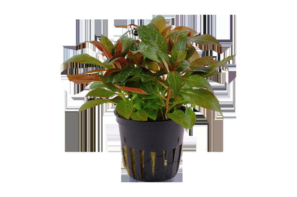 Ludwigia glandulosa Potted Aquarium Plant — Potted