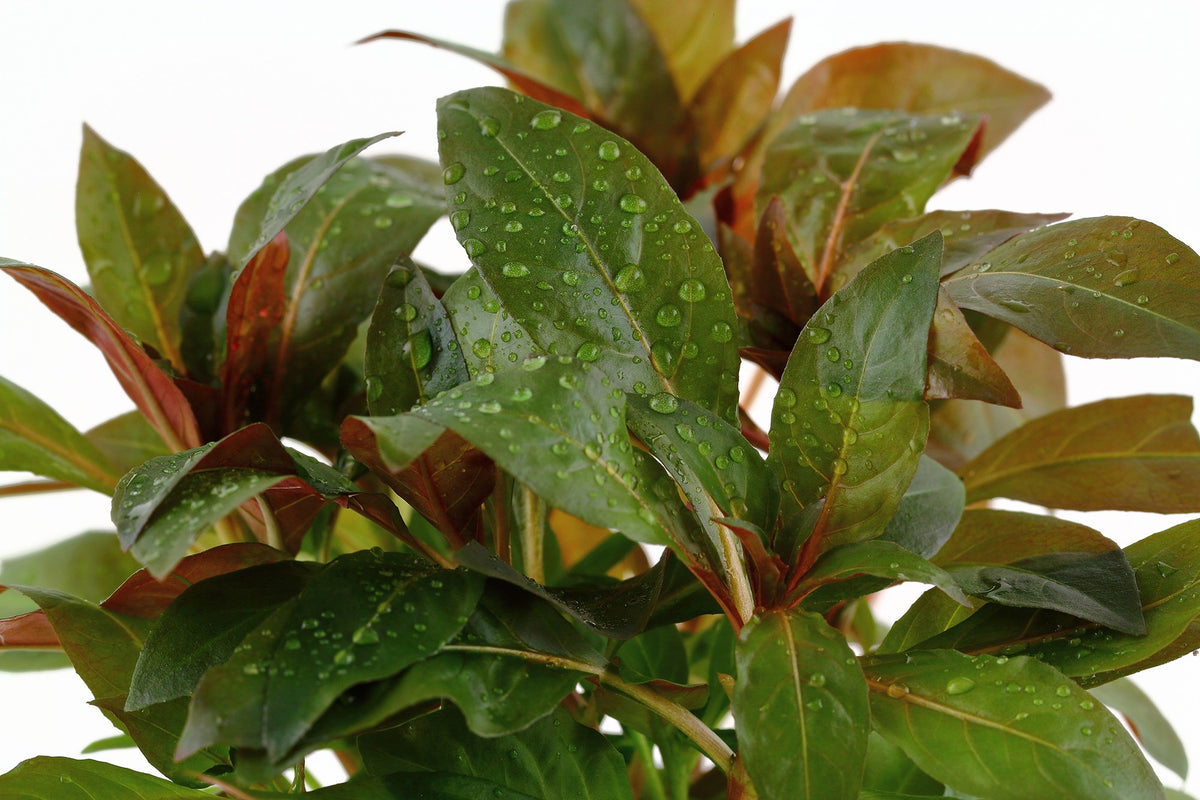 Ludwigia glandulosa Potted Aquarium Plant — Potted