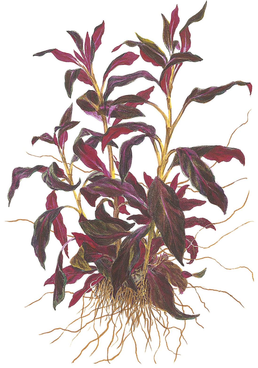 Ludwigia glandulosa Potted Aquarium Plant — Potted