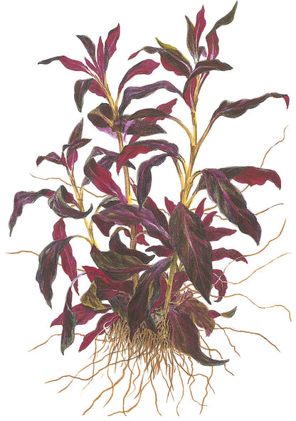 Ludwigia glandulosa Potted Aquarium Plant — Potted
