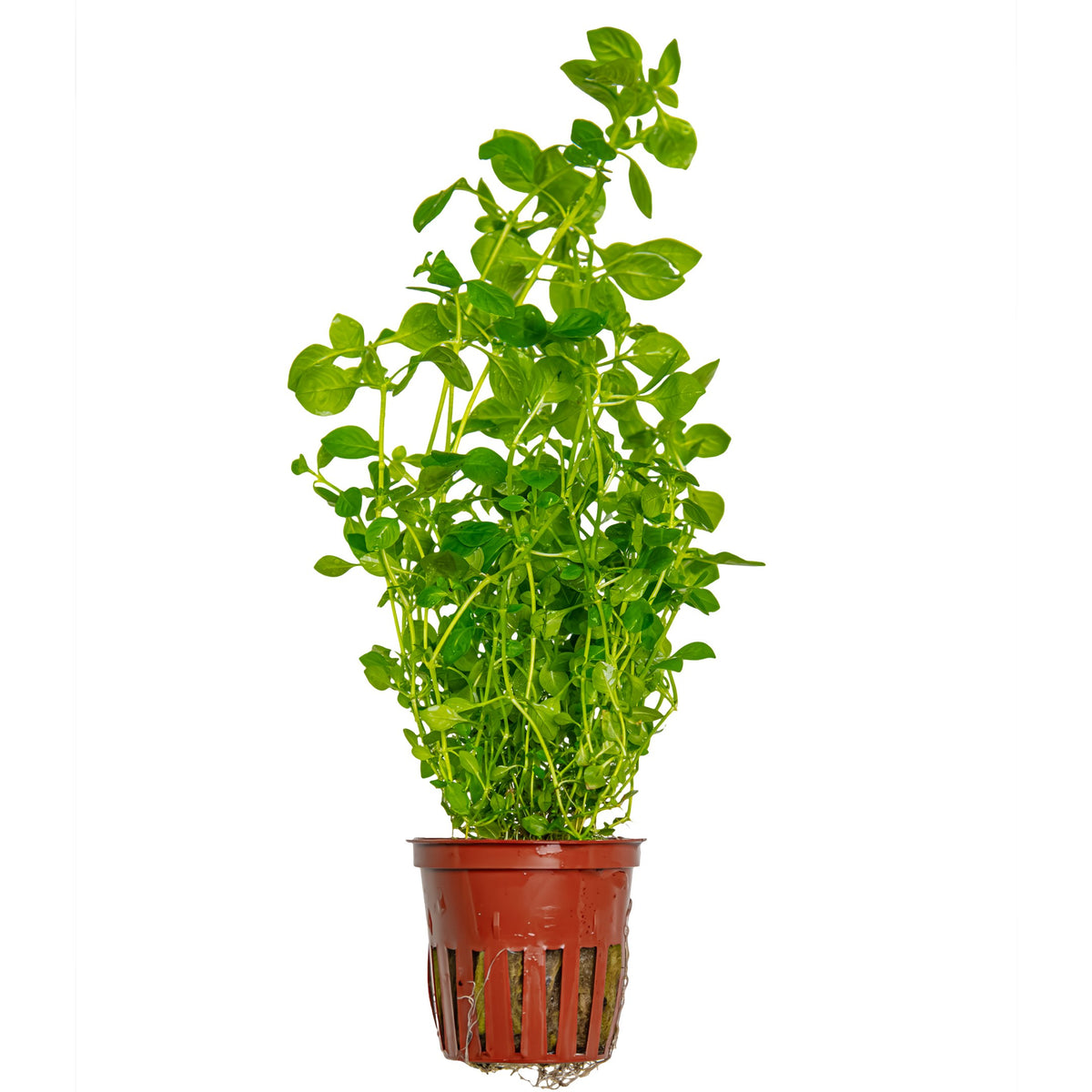 Ludwigia palustris 'Green' — Potted