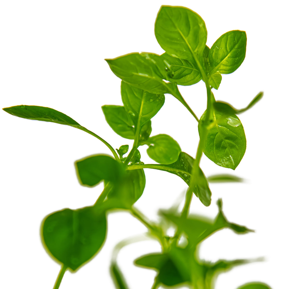 Ludwigia palustris 'Green' — Potted