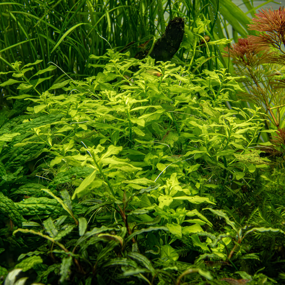 Ludwigia palustris 'Green' — Potted