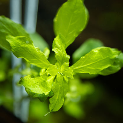 Ludwigia palustris 'Green' — Potted