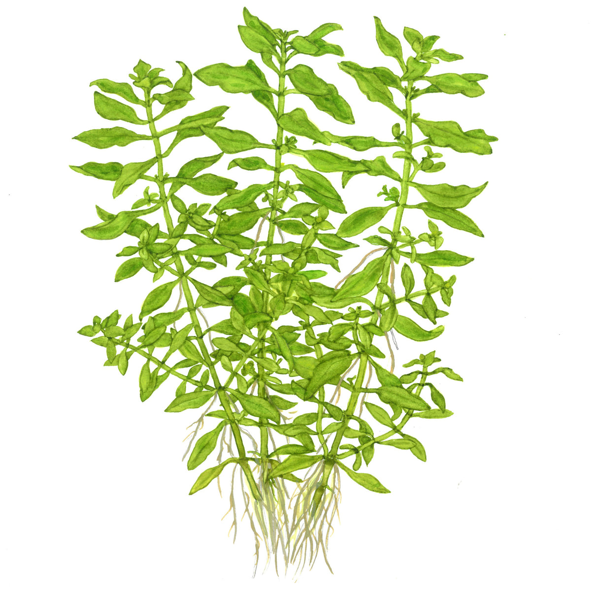 Ludwigia palustris 'Green' — Potted