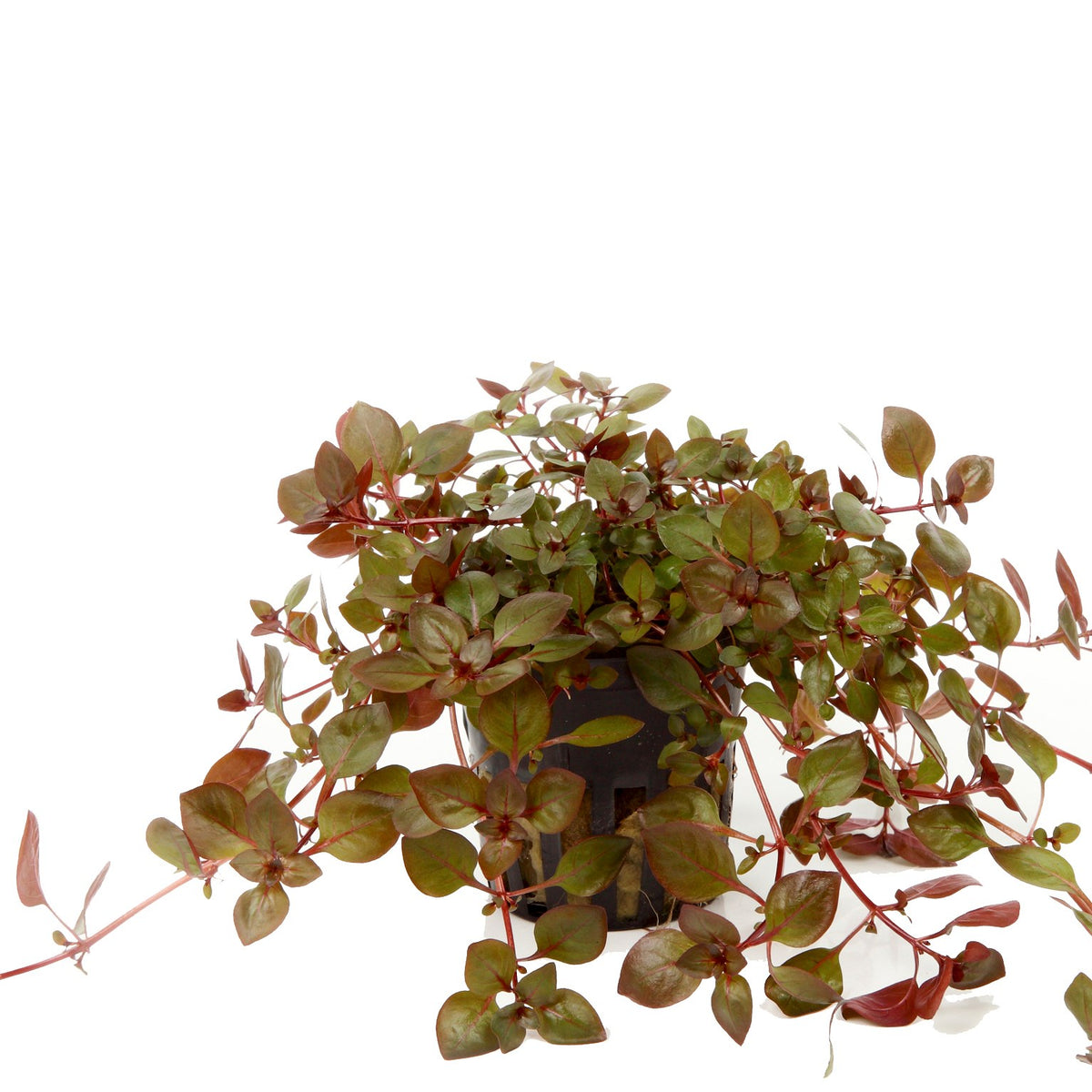 Ludwigia palustris 'Super Red' Aquarium Plant (Potted) — Potted