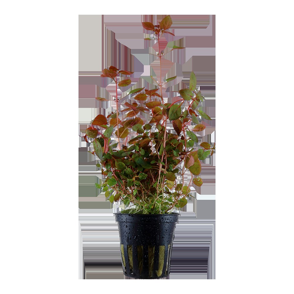 Ludwigia palustris 'Super Red' Aquarium Plant (Potted) — Potted