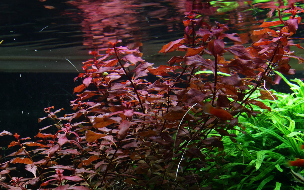 Ludwigia palustris 'Super Red' Aquarium Plant (Potted) — Potted