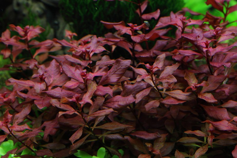 Ludwigia palustris 'Super Red' Aquarium Plant (Potted) — Potted