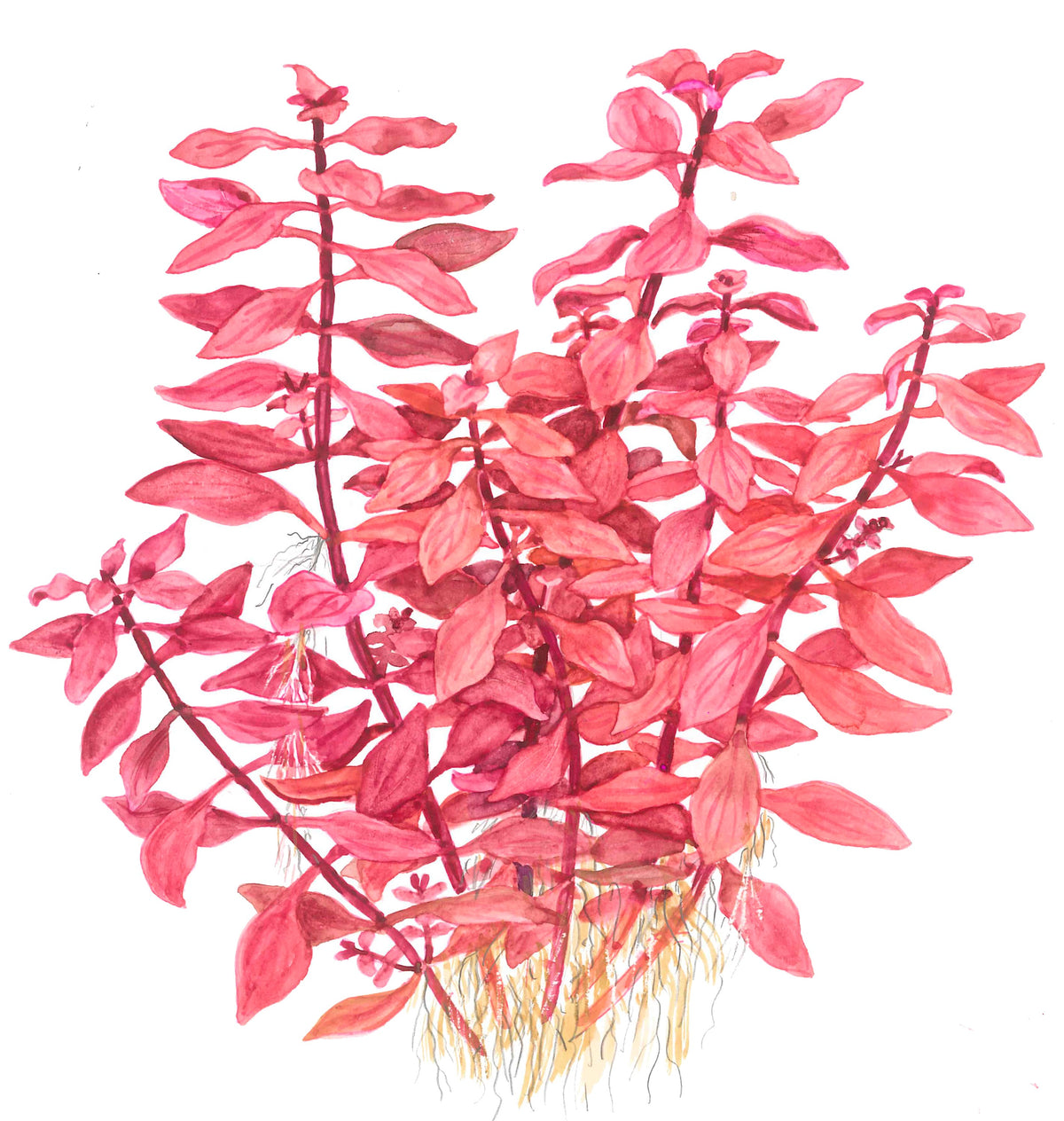 Ludwigia palustris 'Super Red' Aquarium Plant (Potted) — Potted
