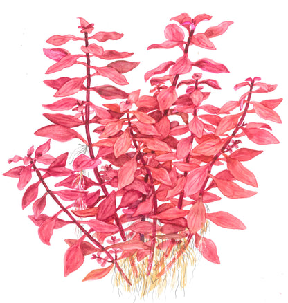 Ludwigia palustris 'Super Red' Aquarium Plant (Potted) — Potted