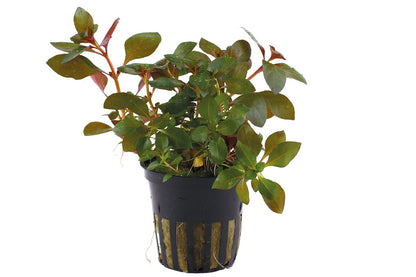 Ludwigia repens 'Rubin' - Potted Aquarium Plant — Potted