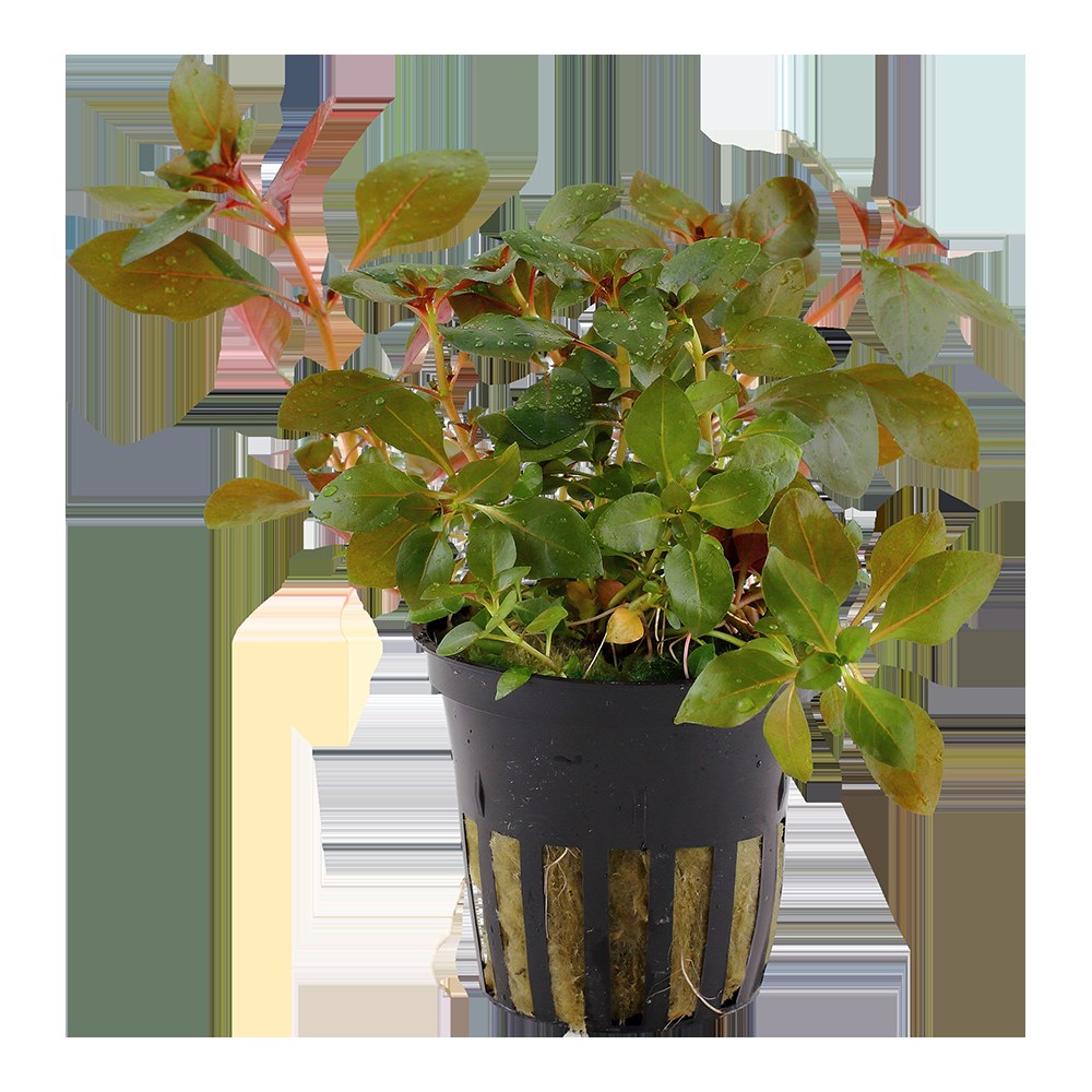 Ludwigia repens 'Rubin' - Potted Aquarium Plant — Potted