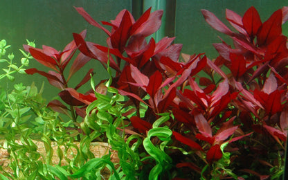 Ludwigia repens 'Rubin' - Potted Aquarium Plant — Potted