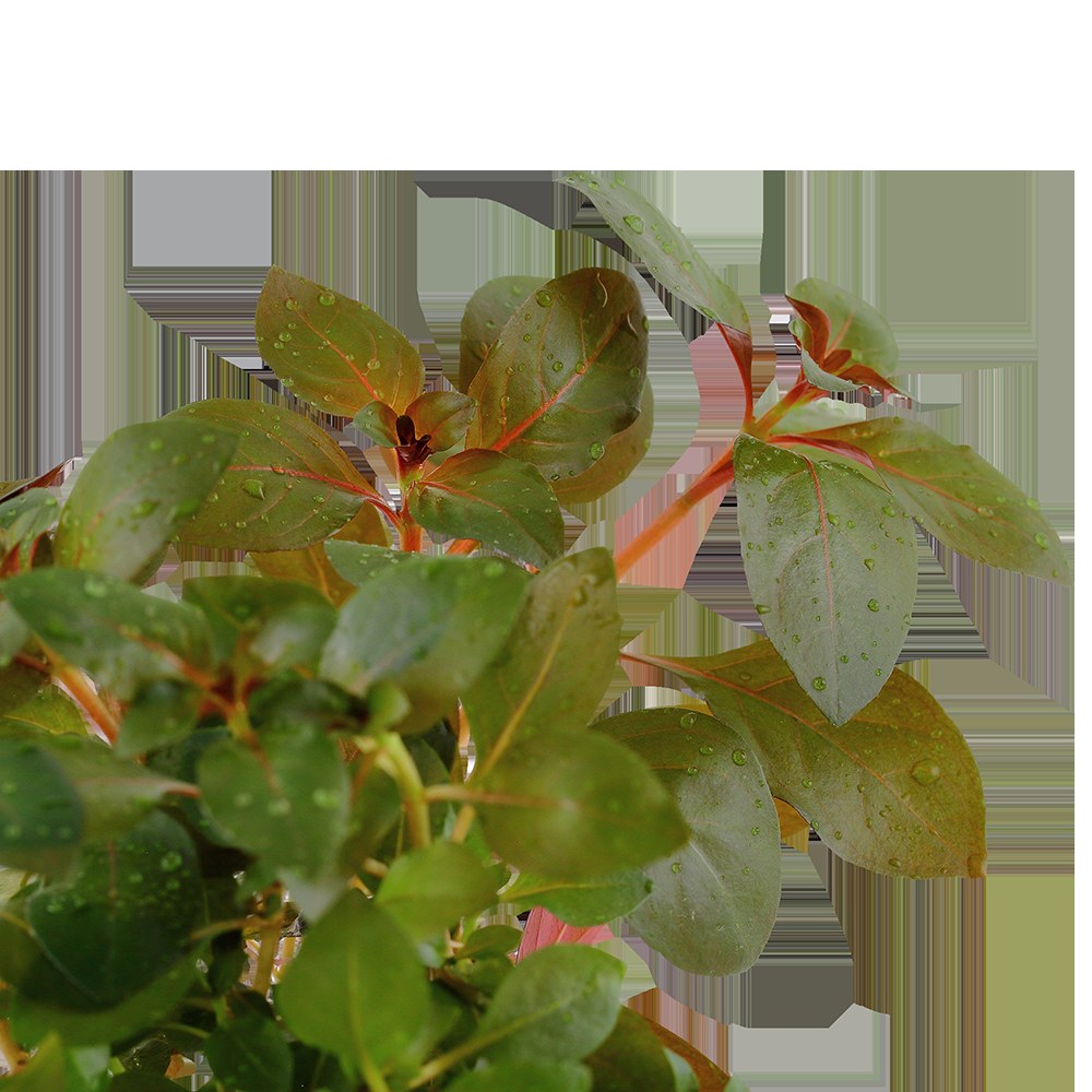 Ludwigia repens 'Rubin' - Potted Aquarium Plant — Potted