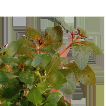Ludwigia repens 'Rubin' - Potted Aquarium Plant — Potted