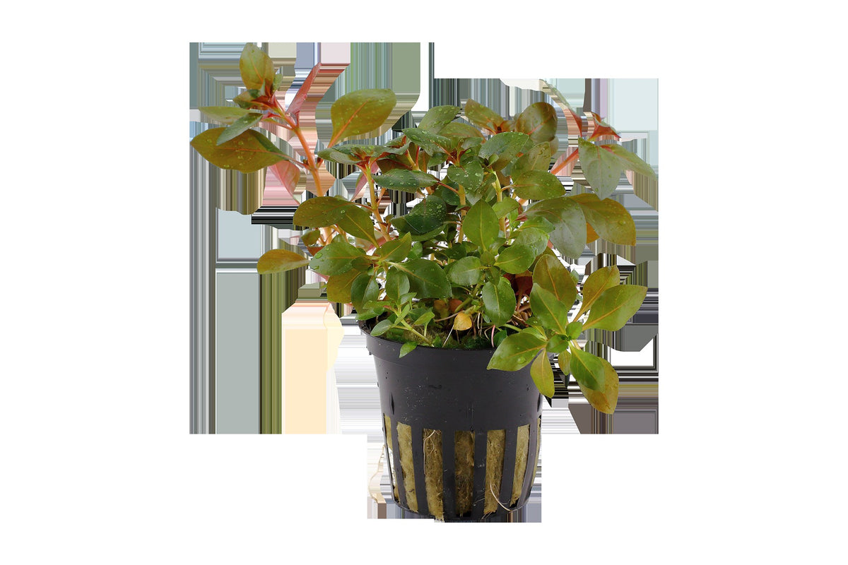 Ludwigia repens 'Rubin' - Potted Aquarium Plant — Potted