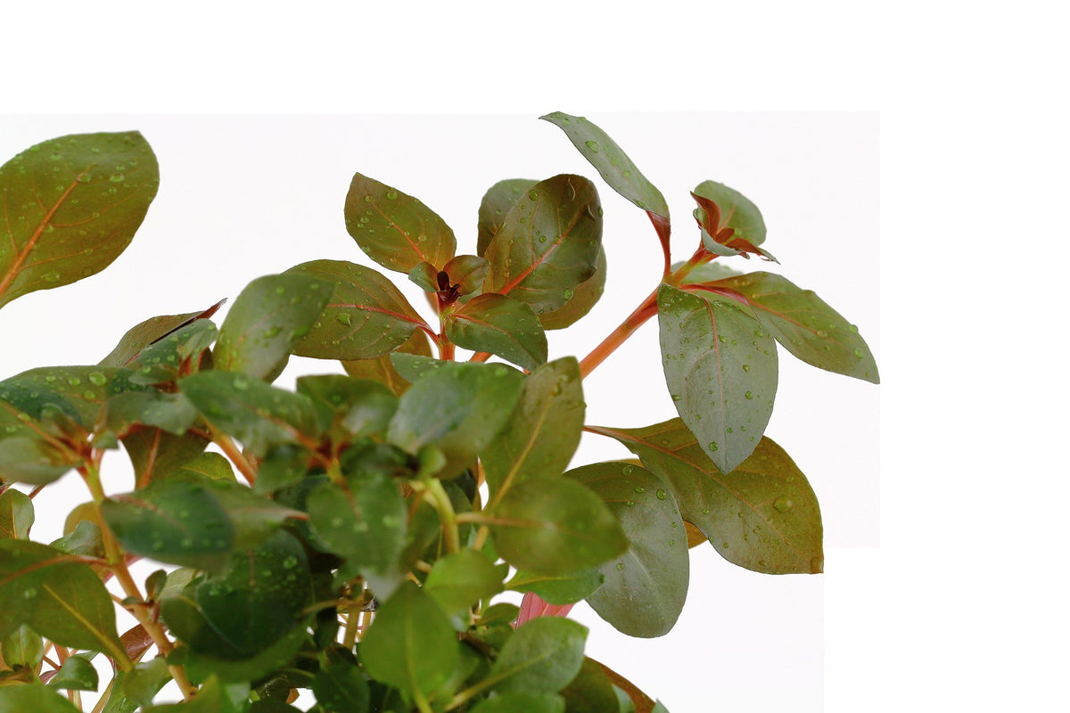 Ludwigia repens 'Rubin' - Potted Aquarium Plant — Potted