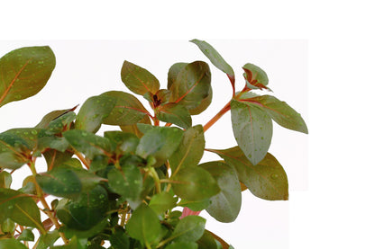 Ludwigia repens 'Rubin' - Potted Aquarium Plant — Potted