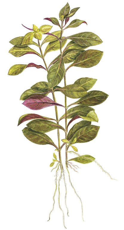 Ludwigia repens 'Rubin' - Potted Aquarium Plant — Potted
